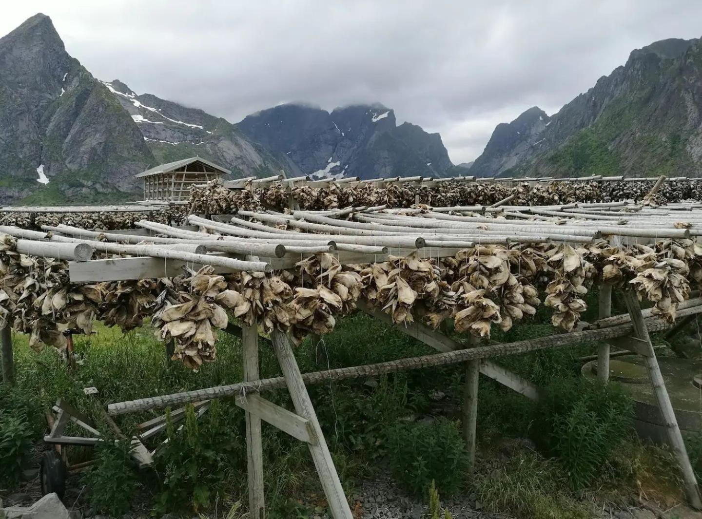 Lofoten Panoramic Luxury Home With Sauna Moskenes Eksteriør billede