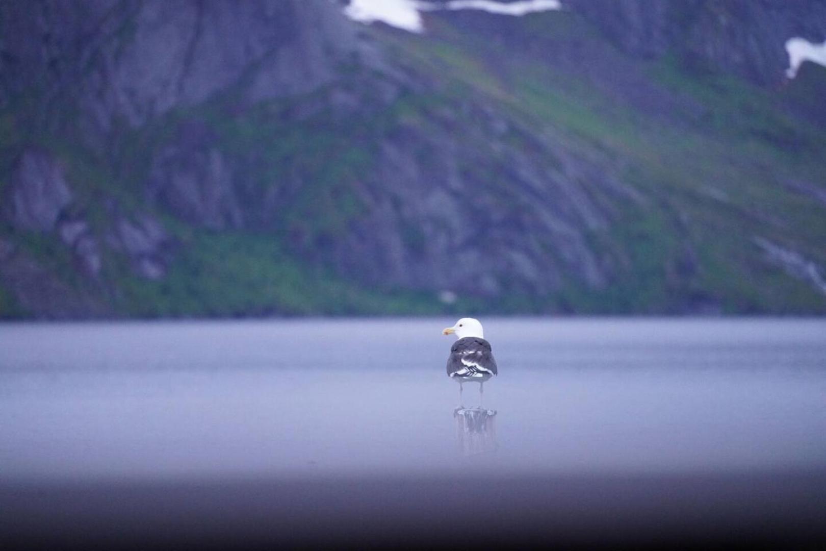 Lofoten Panoramic Luxury Home With Sauna Moskenes Eksteriør billede